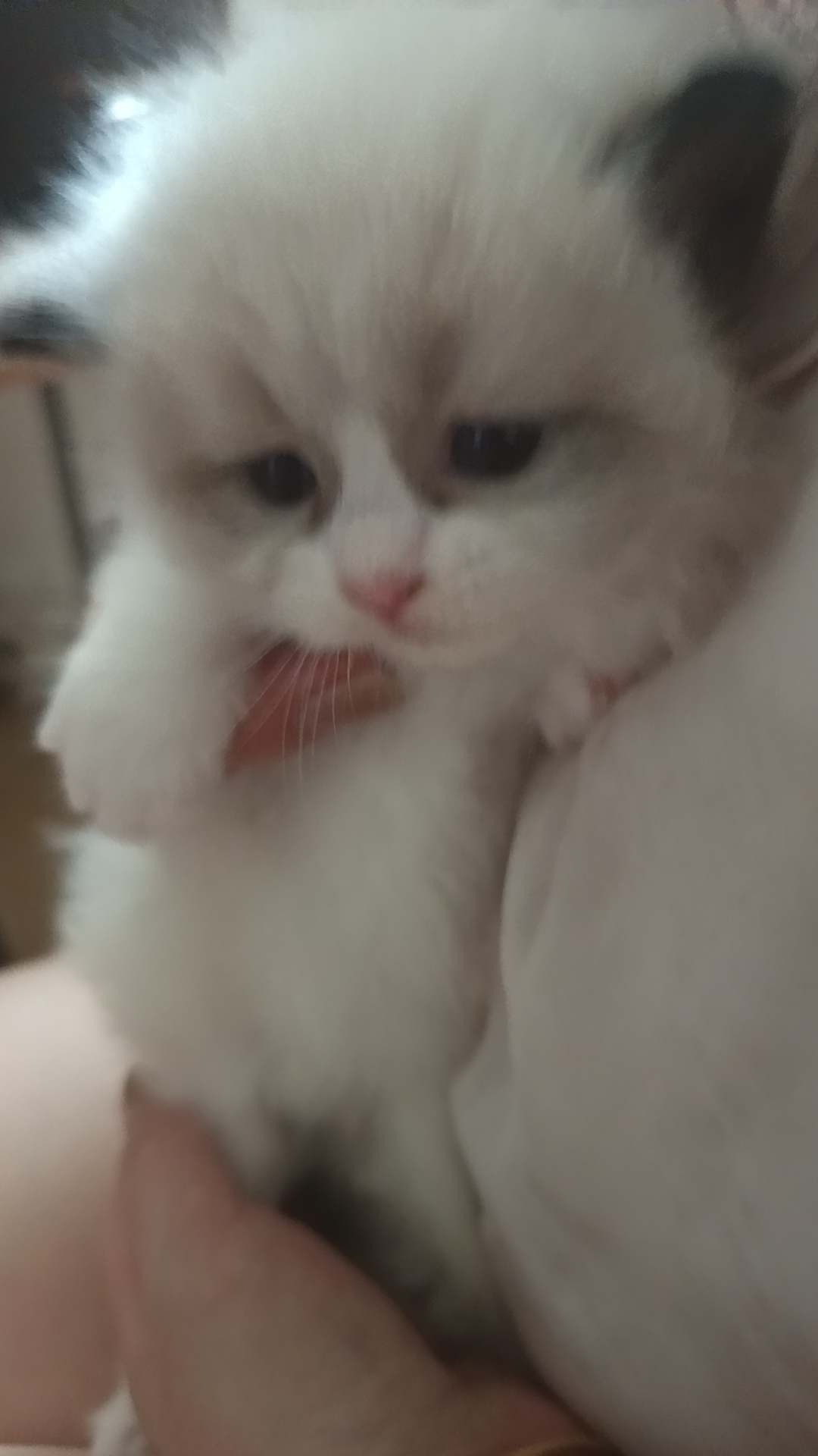 精品布偶特价出